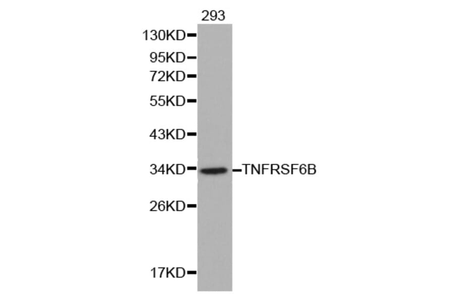 Western blot - TNFRSF6B antibody from Signalway Antibody (38137) - Antibodies.com