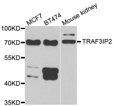 Western blot analysis of extracts of various cell lines, using TRAF3IP2 antibody.