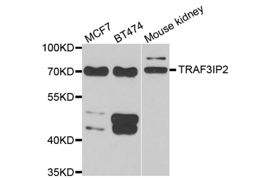 Western blot - TRAF3IP2 antibody from Signalway Antibody (39172) - Antibodies.com