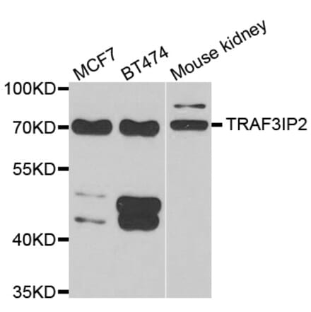 Western blot - TRAF3IP2 antibody from Signalway Antibody (39172) - Antibodies.com
