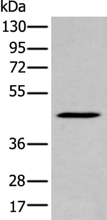 Gel: 8% SDS-PAGE Lysate: 40 &#956;g, Lane: HL60 cell lysate, Primary antibody: SERPINB7 antibody at dilution 1/200 dilution, Secondary antibody: Goat anti rabbit IgG at 1/8000 dilution, Exposure time: 30 seconds