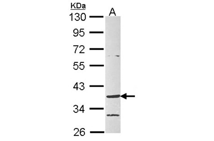 G protein-coupled receptor 4 antibody from Signalway Antibody (22830) - Antibodies.com