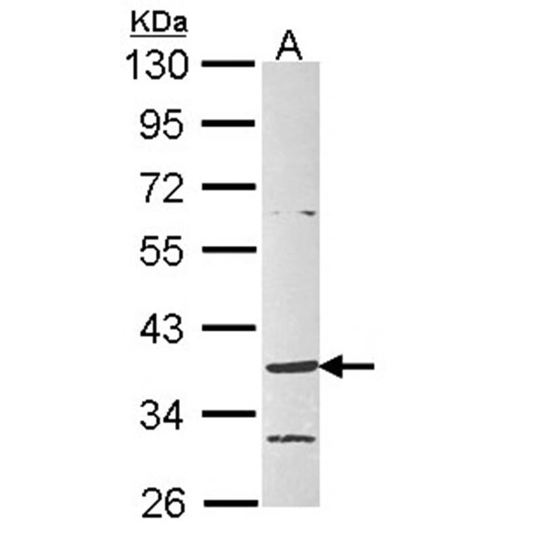 G protein-coupled receptor 4 antibody from Signalway Antibody (22830) - Antibodies.com