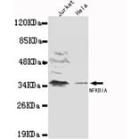 IkB-alpha (N-term) Monoclonal Antibody from Signalway Antibody (27065) - Antibodies.com