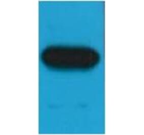 Western blot - c-Myc Mouse Monoclonal Antibody (3E8) from Signalway Antibody (37973) - Antibodies.com