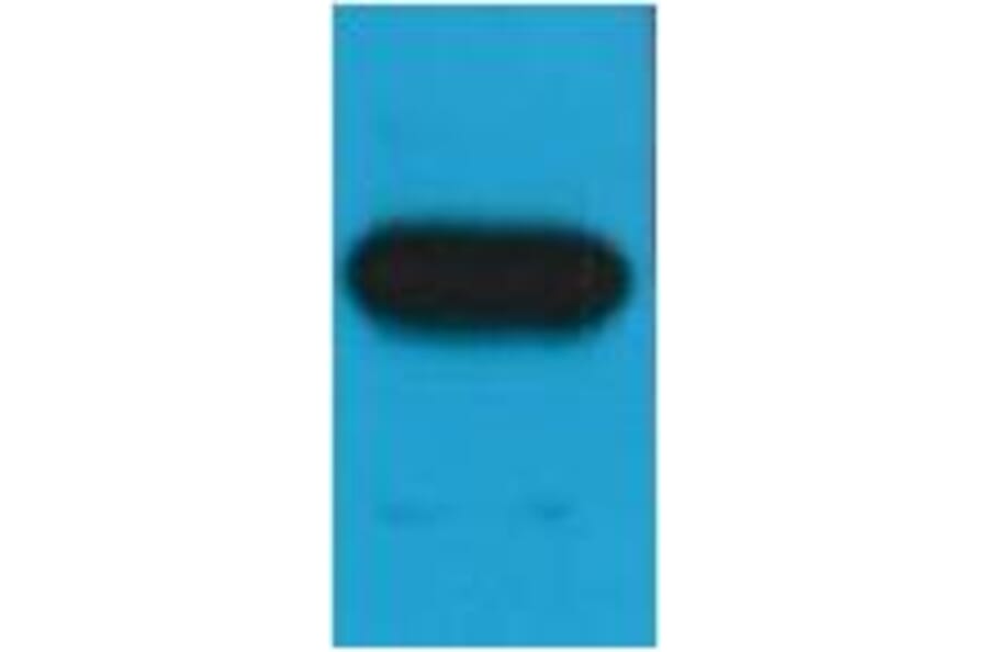 Western blot - c-Myc Mouse Monoclonal Antibody (3E8) from Signalway Antibody (37973) - Antibodies.com