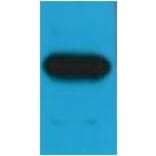 Western blot - c-Myc Mouse Monoclonal Antibody (3E8) from Signalway Antibody (37973) - Antibodies.com