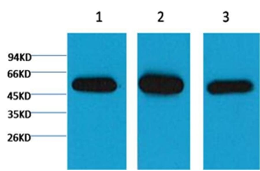 Western blot - β I tubulin Mouse Monoclonal Antibody from Signalway Antibody (37983) - Antibodies.com