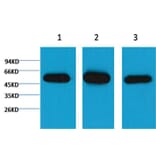 Western blot - β I tubulin Mouse Monoclonal Antibody from Signalway Antibody (37983) - Antibodies.com