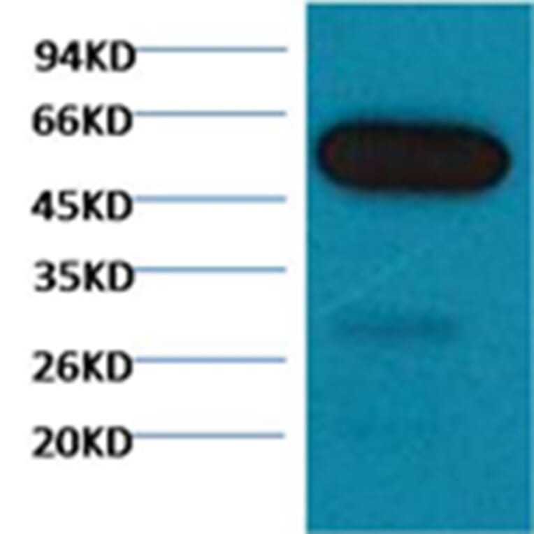 Western blot - β I tubulin Mouse Monoclonal Antibody from Signalway Antibody (38061) - Antibodies.com