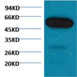 Western blot - β I tubulin Mouse Monoclonal Antibody from Signalway Antibody (38061) - Antibodies.com