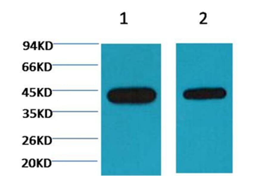Western blot - Plant actin Mouse Monoclonal Antibody from Signalway Antibody (38088) - Antibodies.com