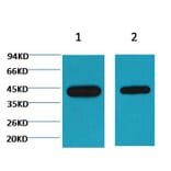 Western blot - Plant actin Mouse Monoclonal Antibody from Signalway Antibody (38088) - Antibodies.com