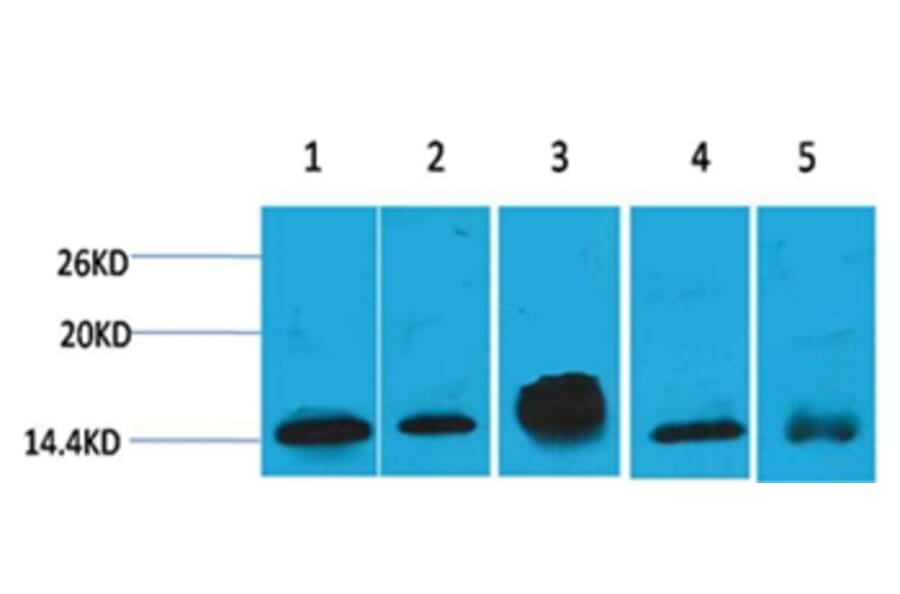 Western blot - Histone H2B Mouse Monoclonal Antibody from Signalway Antibody (38098) - Antibodies.com