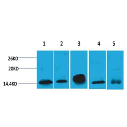 Western blot - Histone H2B Mouse Monoclonal Antibody from Signalway Antibody (38098) - Antibodies.com