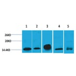 Western blot - Histone H2B Mouse Monoclonal Antibody from Signalway Antibody (38098) - Antibodies.com