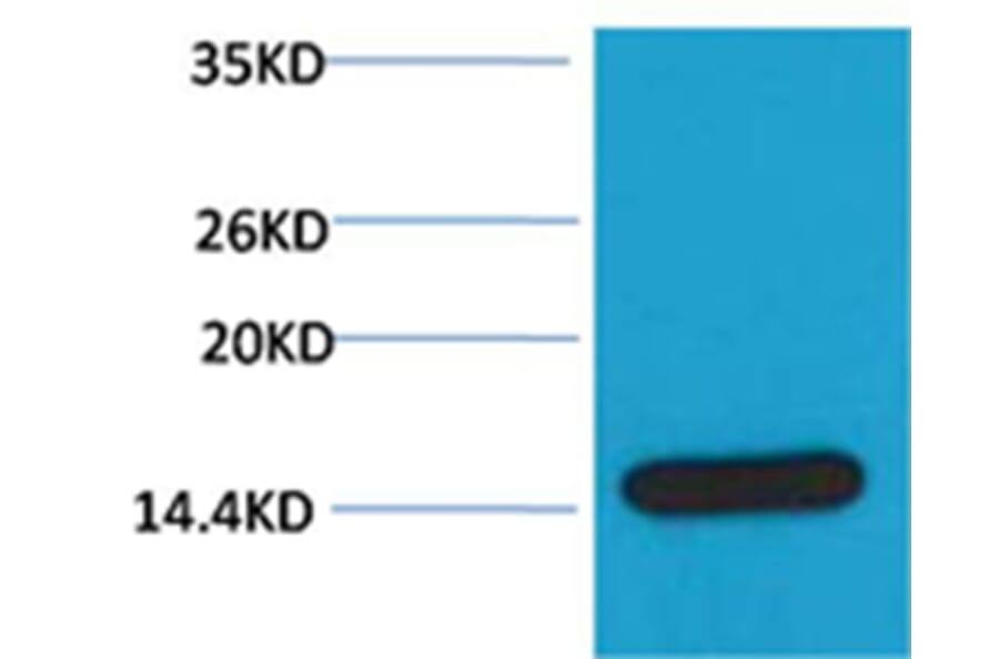 Western blot - Histone H3 Rabbit Polyclonal Antibody from Signalway Antibody (38103) - Antibodies.com
