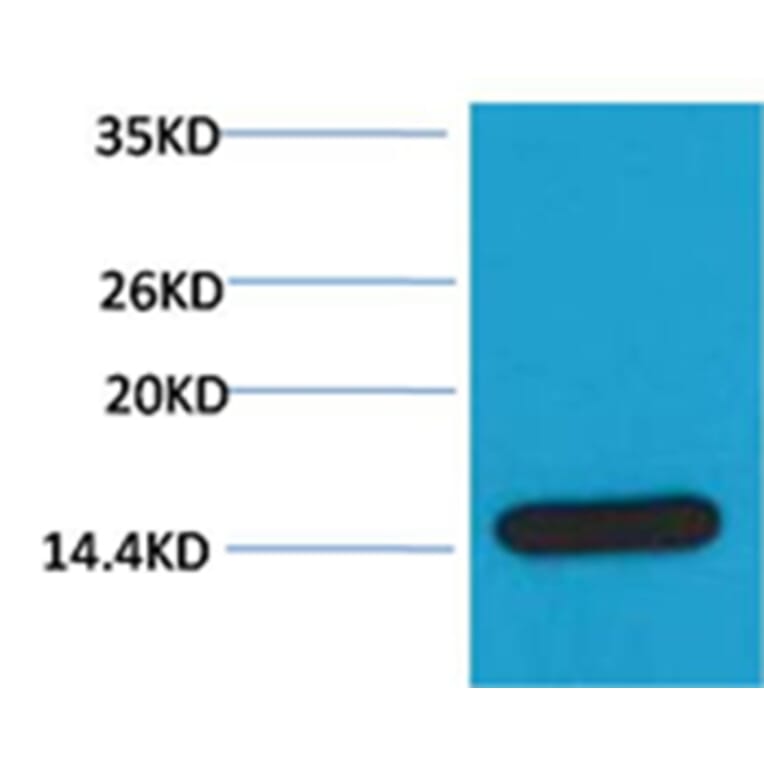 Western blot - Histone H3 Rabbit Polyclonal Antibody from Signalway Antibody (38103) - Antibodies.com