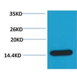 Western blot - Histone H3 Rabbit Polyclonal Antibody from Signalway Antibody (38103) - Antibodies.com