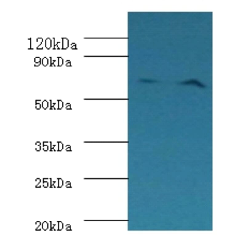 Plasma kallikrein Polyclonal Antibody from Signalway Antibody (42232) - Antibodies.com