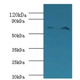 Plasma kallikrein Polyclonal Antibody from Signalway Antibody (42232) - Antibodies.com
