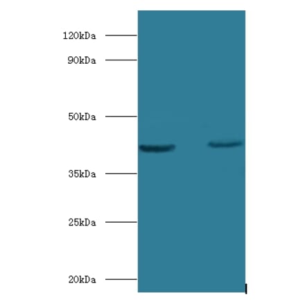 Obg-like ATPase 1 Polyclonal Antibody from Signalway Antibody (42278) - Antibodies.com