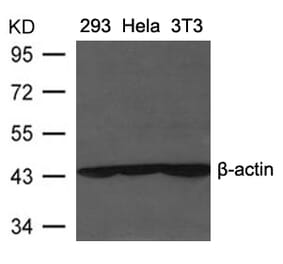 Western blot - β-Actin Antibody from Signalway Antibody (21338) - Antibodies.com