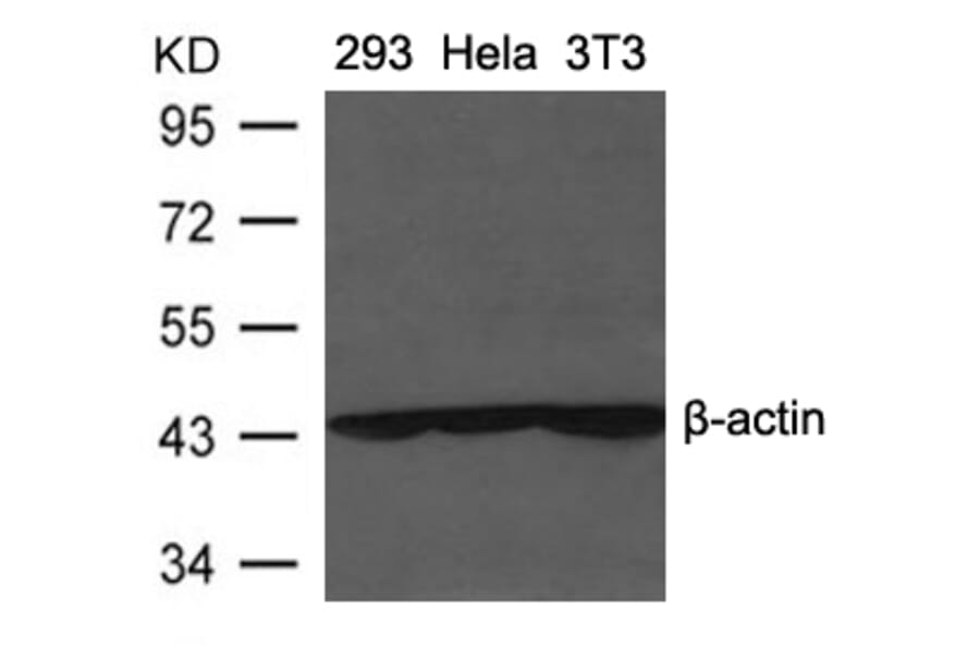 Western blot - β-Actin Antibody from Signalway Antibody (21338) - Antibodies.com