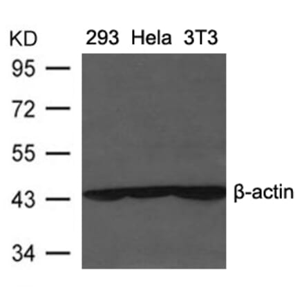 Western blot - β-Actin Antibody from Signalway Antibody (21338) - Antibodies.com