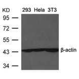 Western blot - β-Actin Antibody from Signalway Antibody (21338) - Antibodies.com