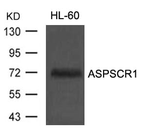Western blot analysis of extracts from HL60 cells using ASPSCR1 Antibody #21430.