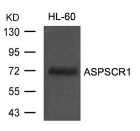 Western blot - ASPSCR1 Antibody from Signalway Antibody (21430) - Antibodies.com