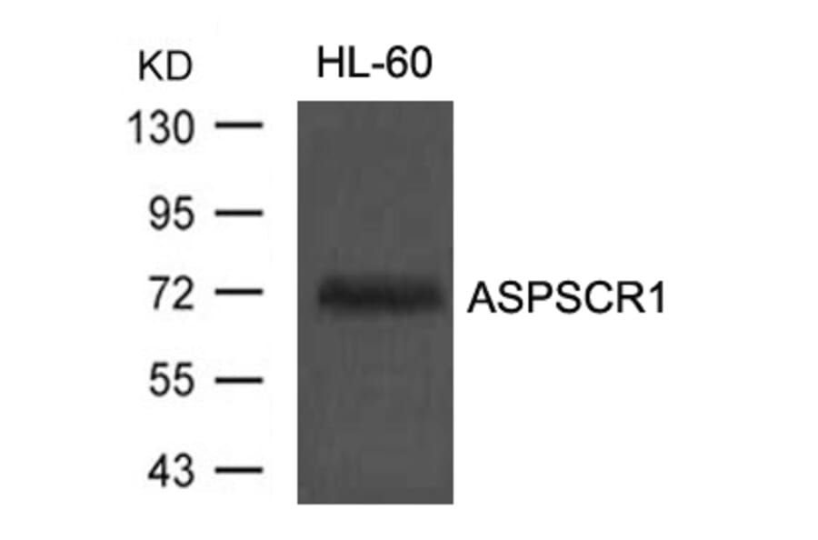 Western blot - ASPSCR1 Antibody from Signalway Antibody (21430) - Antibodies.com