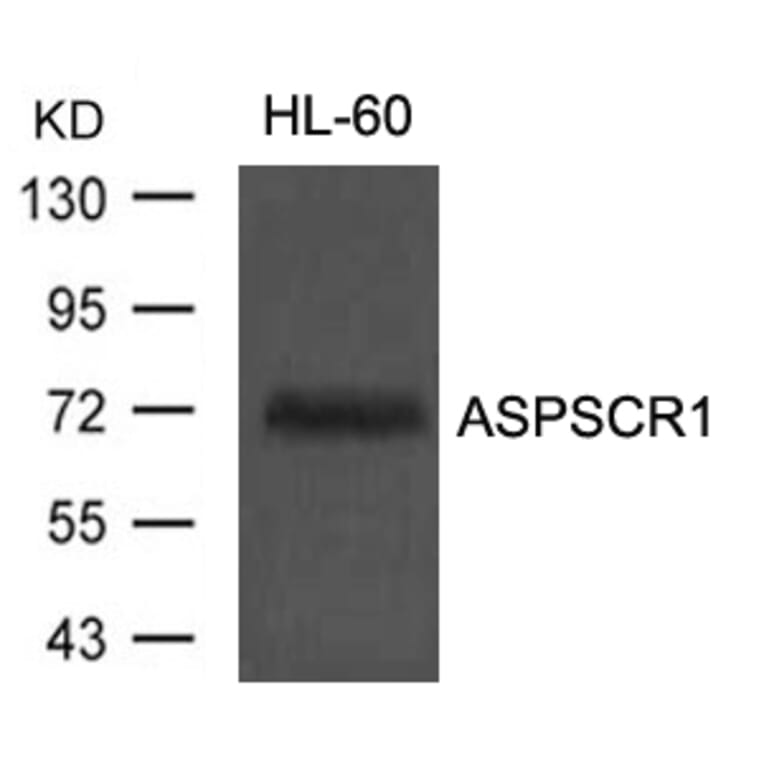 Western blot - ASPSCR1 Antibody from Signalway Antibody (21430) - Antibodies.com