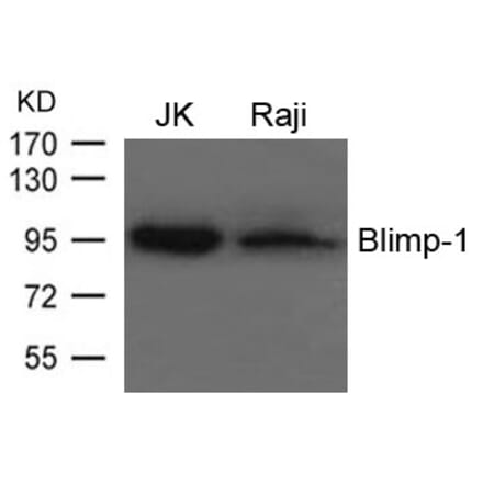 Western blot - Blimp-1 Antibody from Signalway Antibody (21643) - Antibodies.com