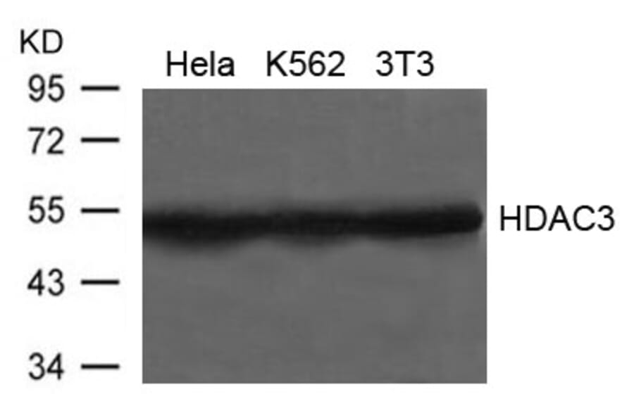 Western blot - HDAC3 Antibody from Signalway Antibody (21660) - Antibodies.com