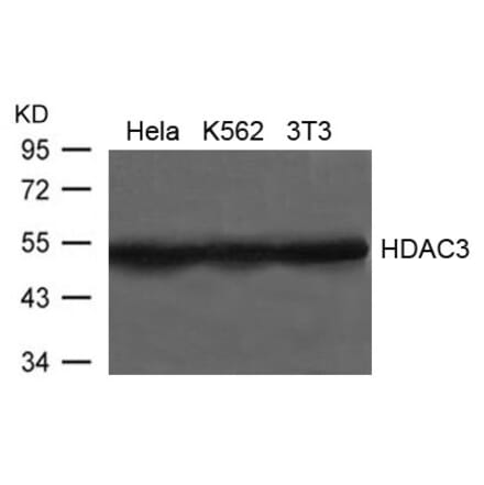 Western blot - HDAC3 Antibody from Signalway Antibody (21660) - Antibodies.com