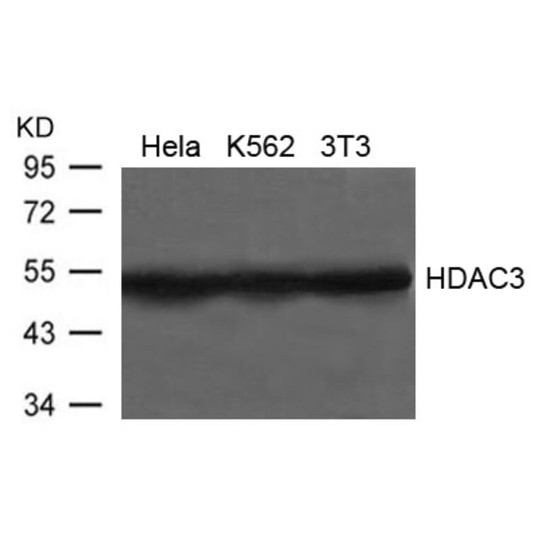 Western blot - HDAC3 Antibody from Signalway Antibody (21660) - Antibodies.com