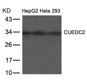 Western blot - CUEDC2 Antibody from Signalway Antibody (21673) - Antibodies.com