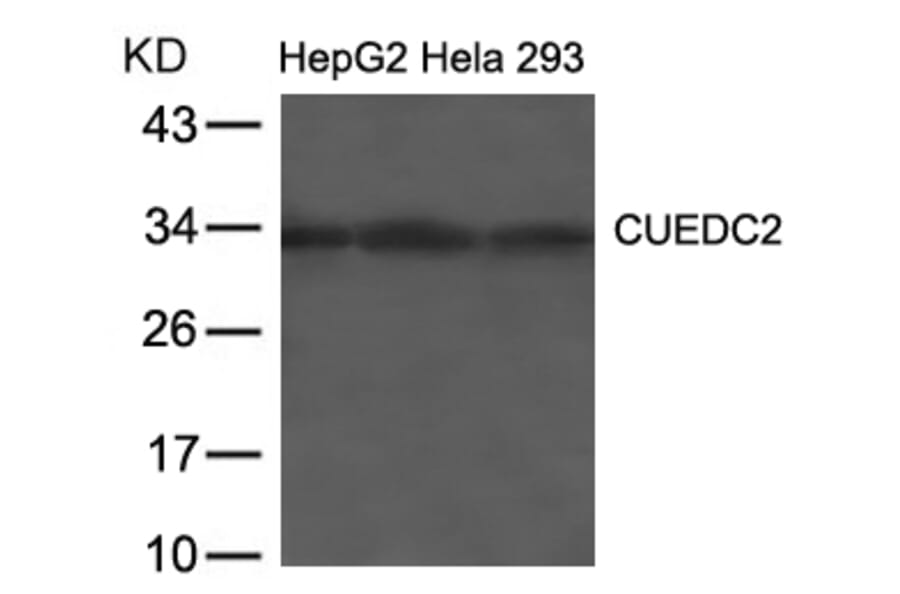 Western blot - CUEDC2 Antibody from Signalway Antibody (21673) - Antibodies.com