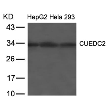 Western blot - CUEDC2 Antibody from Signalway Antibody (21673) - Antibodies.com