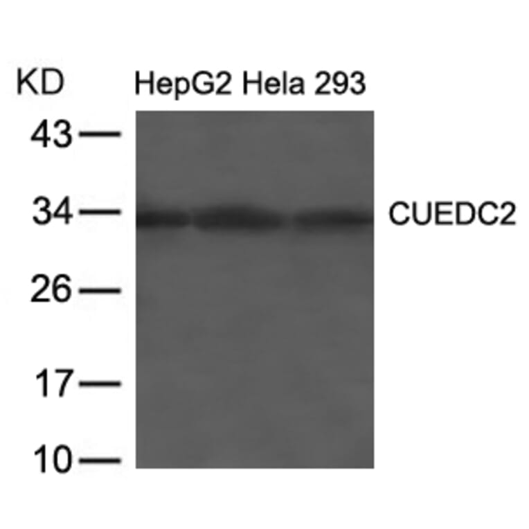 Western blot - CUEDC2 Antibody from Signalway Antibody (21673) - Antibodies.com