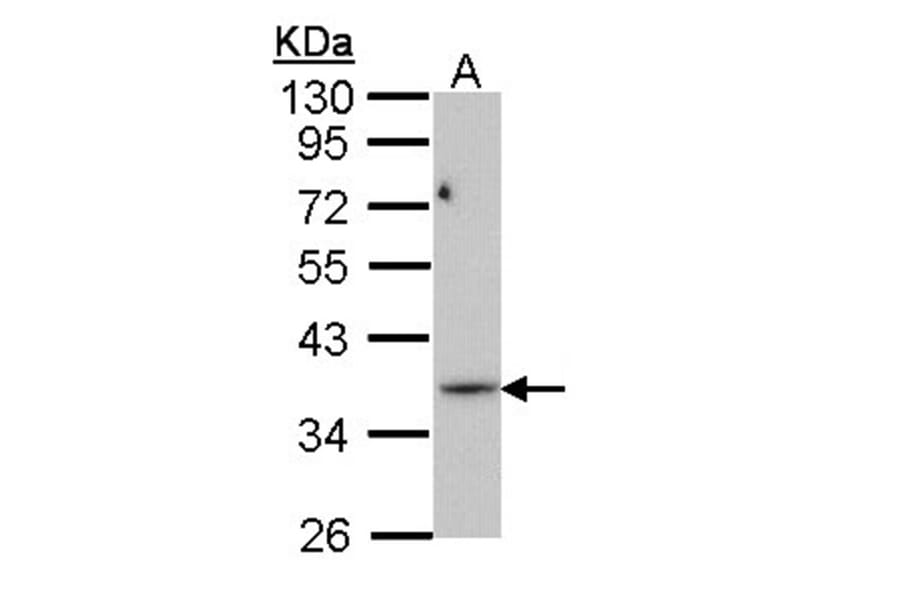 PRPS1L1 antibody from Signalway Antibody (22203) - Antibodies.com