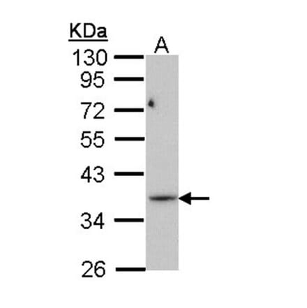 PRPS1L1 antibody from Signalway Antibody (22203) - Antibodies.com