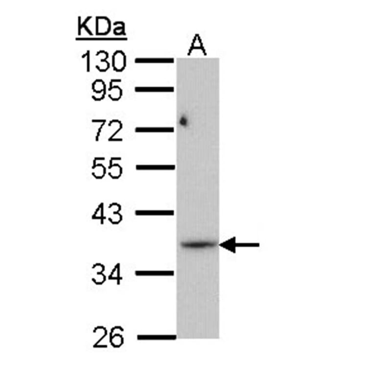 PRPS1L1 antibody from Signalway Antibody (22203) - Antibodies.com