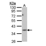 PRPS1L1 antibody from Signalway Antibody (22203) - Antibodies.com