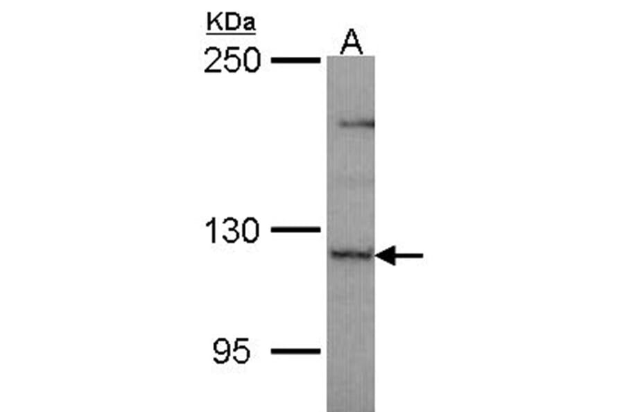 PLEKHG4 antibody from Signalway Antibody (22211) - Antibodies.com