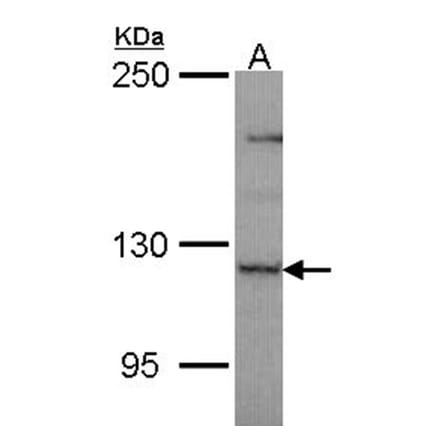 PLEKHG4 antibody from Signalway Antibody (22211) - Antibodies.com
