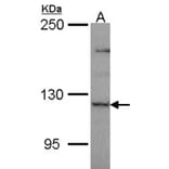 PLEKHG4 antibody from Signalway Antibody (22211) - Antibodies.com