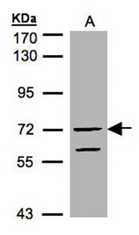 Sample (30 µg of whole cell lysate) HeLa S37.5% SDS PAGE Primary antibody diluted at 1: 1000